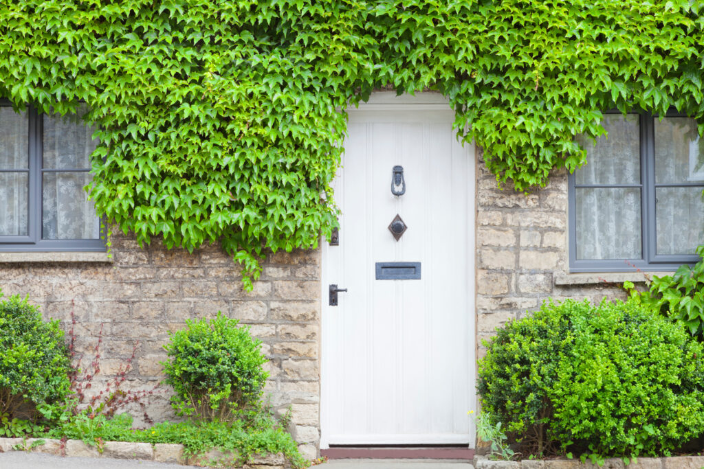 White wooden doors in an old traditional English stone cottage surrounded by climbing green vine plant .